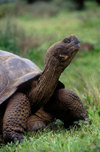 Isla Isabela / Albemarle island, Galapagos Islands, Ecuador: Giant Tortoise (Geochelone elephantopus) on Alcedo crater - head and front legs - photo by C.Lovell