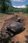 Galapagos Islands, Ecuador: the Giant Tortoise 'highway' leads them from the sea to freshwater and food in higher ground - photo by C.Lovell