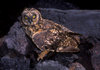 Genovesa Island / Tower Island, Galapagos Islands, Ecuador: the Short-eared Owl (Asio flammeus), one of the islands' only natural predators - holding a bird in his claws - photo by C.Lovell