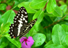 Banjul, Gambia: citrus swallowtail butterfly on a flower - leaves with rain drops - aka Christmas butterfly - Papilio demodocus - large swallowtail butterfly common to sub-Saharan Africa - photo by M.Torres