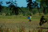 Praia de Varela / Varela beach, Cacheu region, Guinea Bissau / Guin Bissau: Woman watering farms, everyday life / Mulher a regar os campos, vida quotidiana - photo by R.V.Lopes