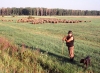 Hungary / Ungarn / Magyarorszg - Hortobgy: a shepherd, his herd and his dog (photo by J.Kaman)