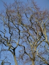 Ireland - Enniskerry (county Wicklow): Powerscourt_mansion - tree detail (photo by R.Wallace)