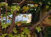 Israel - Kibbutz Sdot Yam: composition with vine leaves - photo by Efi Keren