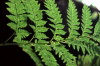 Juan Fernandez islands - Robinson Crusoe island: fern leave - thyrsopteris elegans of dicksonia berteroana (photo by Willem Schipper)