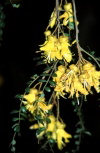 Juan Fernandez islands - Robinson Crusoe island: sophora fernandeziana - endemic legume - flowers - Fabaceae family (photo by Willem Schipper)