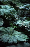 Juan Fernandez islands - gunnera bracteata (photo by Willem Schipper)