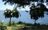 Juan Fernandez islands - Robinson Crusoe island:  dendroseris littoralis - col de Juan Fernandez (photo by Willem Schipper)