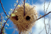 Kenya - Olorgesailie - Rift Valley Province: nest - weaver birds - photo by F.Rigaud