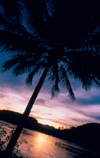 Laos - Luang Prabang - Sunset with palm 1