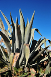 Roma, Lesotho: large aloe vera - photo by M.Torres