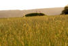 Lithuania - Kernave: wheat field, the lawn of Lithuania - photo by Sandia