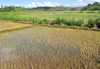 RN5, Analanjirofo region, Toamasina Province, Madagascar: flooded rice field - Malagasy agriculture - photo by M.Torres