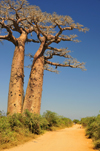 West coast road between Morondava and Alley of the Baobabs, Toliara Province, Madagascar: dirt road and twin baobabs - Adansonia grandidieri - photo by M.Torres