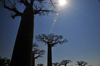 Alley of the Baobabs, north of Morondava, Menabe region, Toliara province, Madagascar: baobabs under the midday sun - the massive trunks have little wood fibre, allowing for a large volume of water to be stored - Adansonia grandidieri - photo by M.Torres