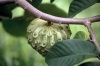 Madeira - Custard apple - anona - fruit - photo by F.Rigaud