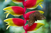 Kuala Lumpur, Malaysia: Butterfly Park - butterfly on a Heliconia pendula inflorescence - tropical flower - photo by J.Pemberton