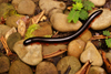 Gunung Mulu National Park, Sarawak, Borneo, Malaysia: millipede on pebbles - photo by A.Ferrari