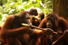 Kabili-Sepilok Forest Reserve, Sandakan Division, Sabah, Borneo, Malaysia: group of Orang-utans - Pongo pygmaeus - Sepilok Orang-utan Rehabilitation Centre - photo by A.Ferrari