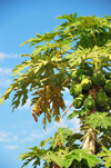 Cape Maclear / Chembe, Malawi: papayas on the tree - Carica papaya - photo by M.Torres