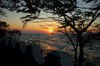 Senga Bay, Lake Nyasa, Central region, Malawi: windy sunrise - acacia and wall - photo by D.Davie