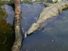 Mauritius - Riviere des Anguilles (Savanne District) - La Vanille Crocodile Park - Nile crocodile - African crocodile - Crocodylus niloticus - in the water -  swimming - crocodilo  (photo by Alex Dnieprowsky)(photo by A.Dnieprowsky)