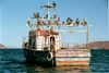 Mexico - Baha de los ngeles (Baja California): fishing boat and pelicans - discovered by Francisco de Ulloa - Sea of Cortez by G.Friedman