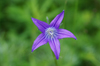 Gorkhi-Terelj National Park, Tov province, Mongolia: purple wild flower - photo by A.Ferrari