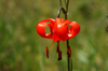 Gorkhi-Terelj National Park, Tov province, Mongolia: red wild flower - photo by A.Ferrari