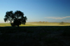 Khogno Khan Uul, central Mongolia: grasslands in the morning light - photo by A.Ferrari