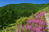 Khvsgl lake / Nuur, Khvsgl province, Mongolia: wild flowers, in the mountains surrounding the lake - photo by A.Ferrari