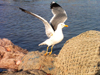 Morocco / Maroc - Mogador / Essaouira: a seagull takes off - photo by J.Kaman