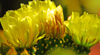 Marrakesh - Morocco: Majorelle gardens - Cactus flower - photo by Sandia