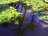 Marrakesh - Morocco: Majorelle gardens - palm trees reflected - photo by Sandia