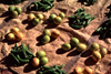 Morocco / Maroc - Ouarzazate: lemons and chilies at the souk - photo by F.Rigaud