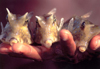 Mozambique / Moambique - Benguerra: colourful cowfish on a boy's hand / peixe-vaca - peixes coloridos - photo by F.Rigaud