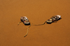 Namib Desert - Sossusvlei, Hardap region, Namibia: abandoned sandals - climbing the dunes barefoot - photo by Sandia