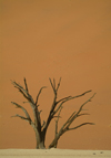 Namib desert - Deadvlei - Hardap region, Namibia: lone tree - Namib-Naukluft National Park - photo by J.Banks