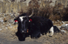 Annapurna area, Nepal: yak resting - Bos grunniens / Poephagus grunniens - photo by W.Allgwer