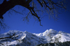 Annapurna circuit, Manang district, border with Mustang, Nepal: tree and Tilicho Peak, 7134 m - Nepalese Himalaya - photo by W.Allgwer