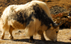 Khumbu region, Solukhumbu district, Sagarmatha zone, Nepal: yak grazing - Bos grunniens - photo by E.Petitalot