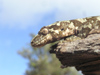 New Zealand - Gecko side on - photo by Air West Coast