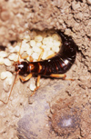 New Zealand - earwig with eggs - Dermaptera - photo by Air West Coast