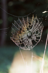 New Zealand - rainbow in spiders web - photo by Air West Coast