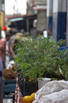 Panama City: Ruda (ruta graveolens) on a street market in Panama - herb used in folk remedies and religious symbolic rituals - photo by H.Olarte