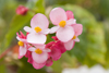 Panama - Cerro Azul: Begonia flowers - photo by H.Olarte