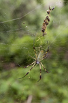 Capira, Panama province: Nephila golden silk orb-weaver - the name refers to the color of the silk and not the color of the spider - photo by H.Olarte