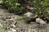 Galeta Island, Coln province, Panama: young iguana (Iguana iguana) entering a mangrove patch, Smithsonian Tropical Research Institute, Galeta Point - photo by H.Olarte