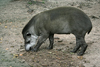 Asuncin, Paraguay: South American Tapir looking for food - the largest wild animal in South America - Tapirus terrestris - Anta - Asuncin zoo - photo by A.Chang