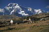 Ausangate massif, Cuzco region, Peru: Quechua man with his alpacas in the village of Pacchanta below Cerro Ausangate- Andes Mountains - photo by C.Lovell